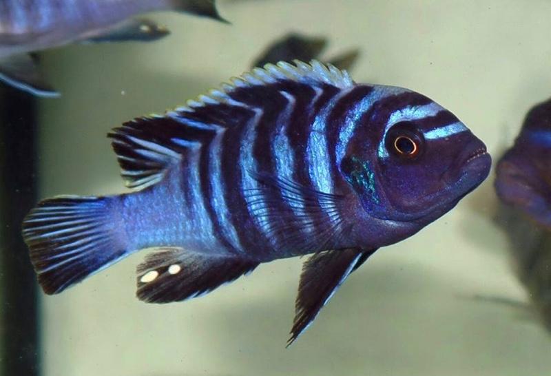 Cynotilapia zebroides 'Hai (Chimate) Reef'
